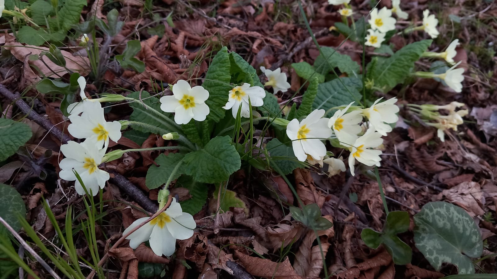 sant-agata-flowers.jpeg