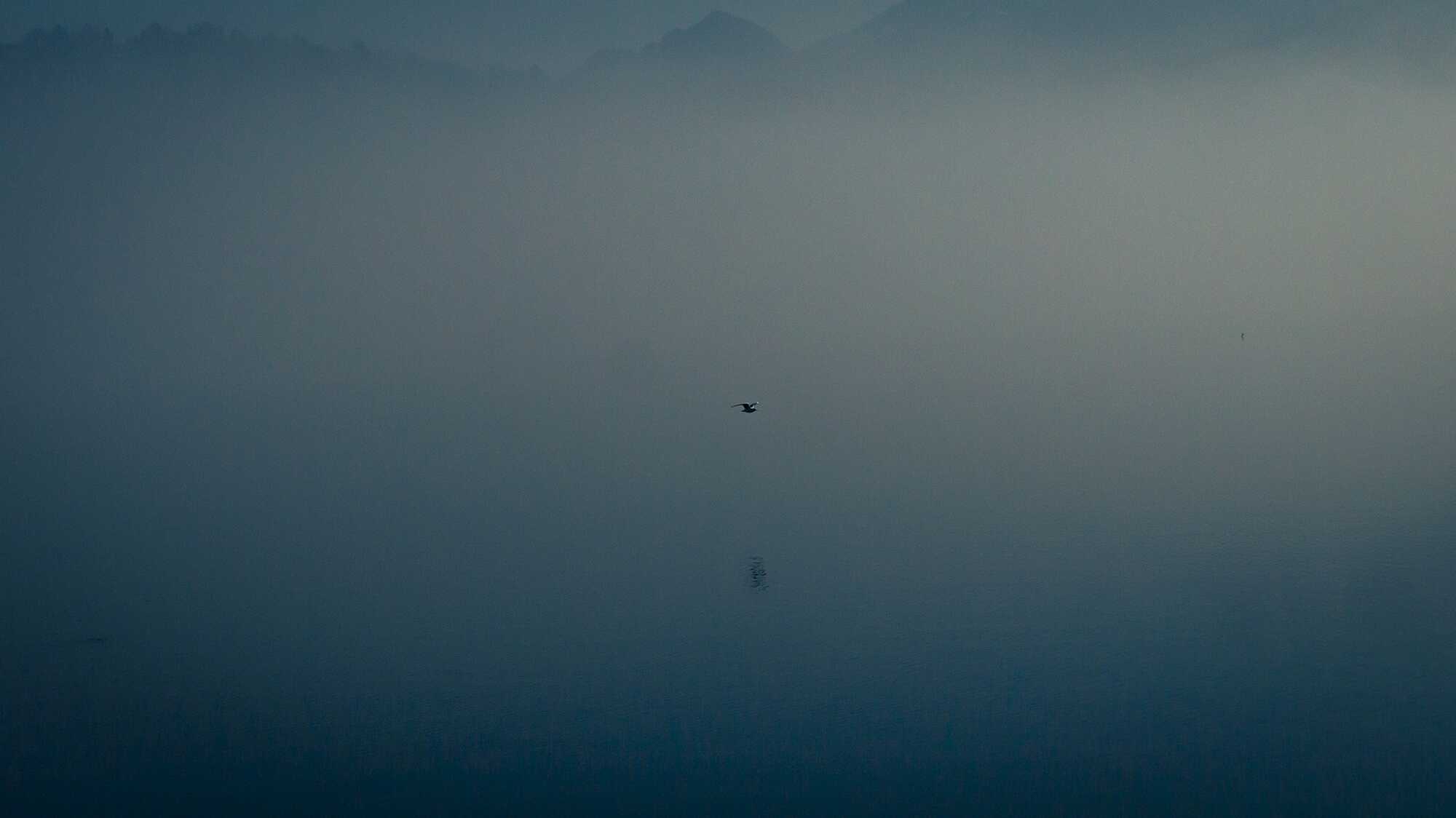 caldonazzo-bird.jpeg
