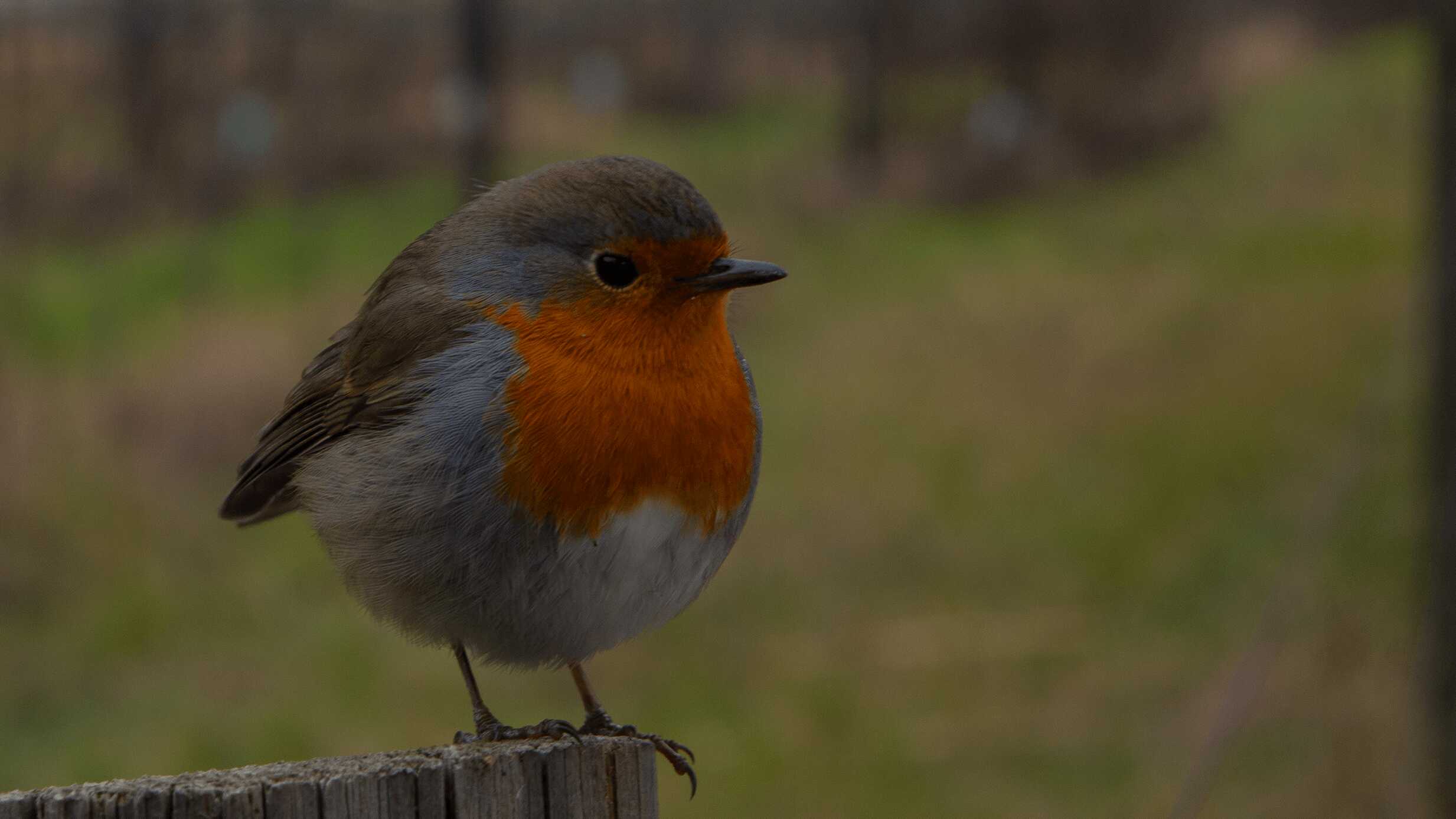 toblino-bird.jpeg