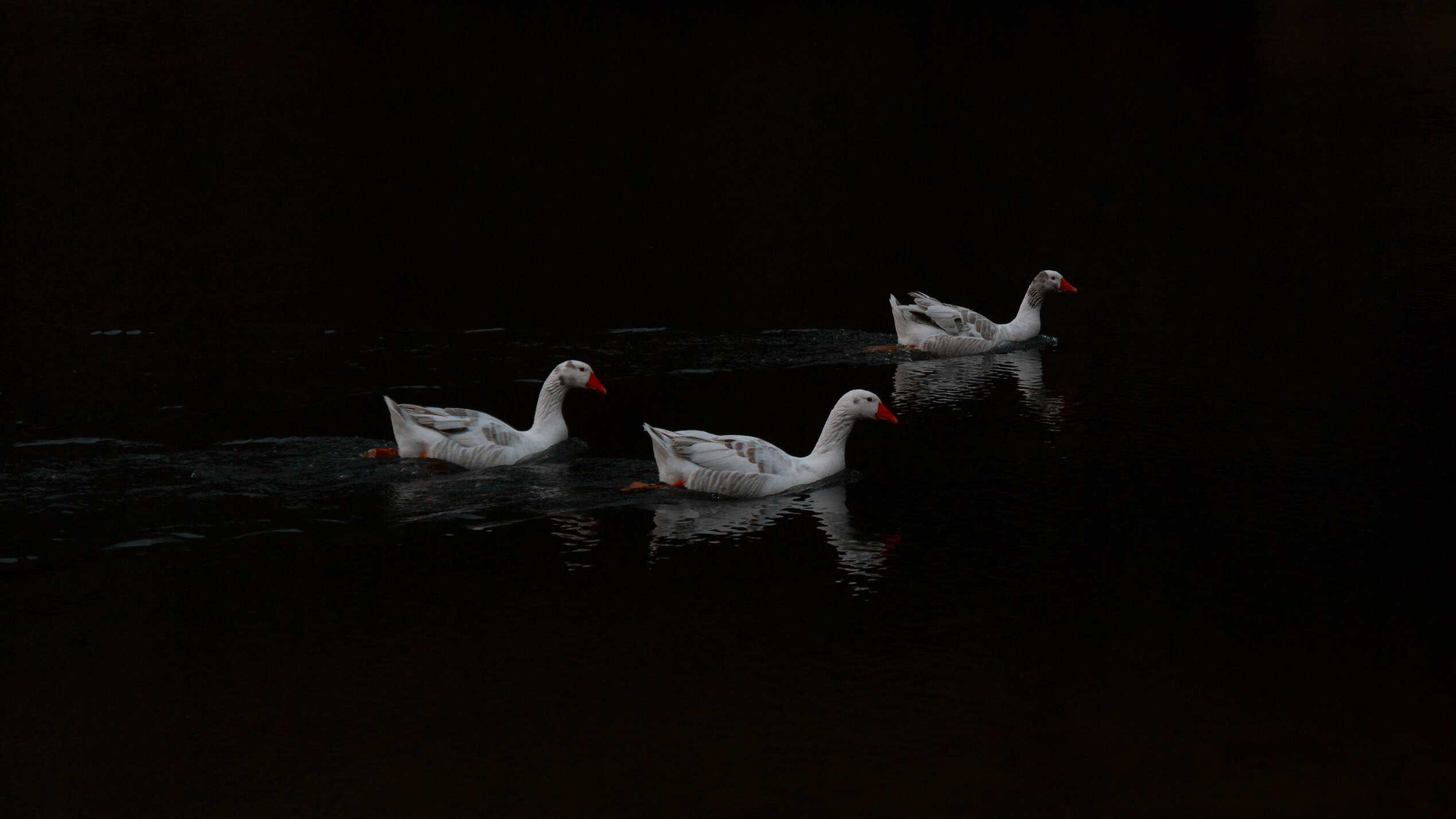 toblino-duck.jpeg